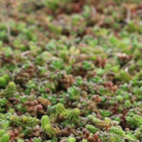 groen sedum dak